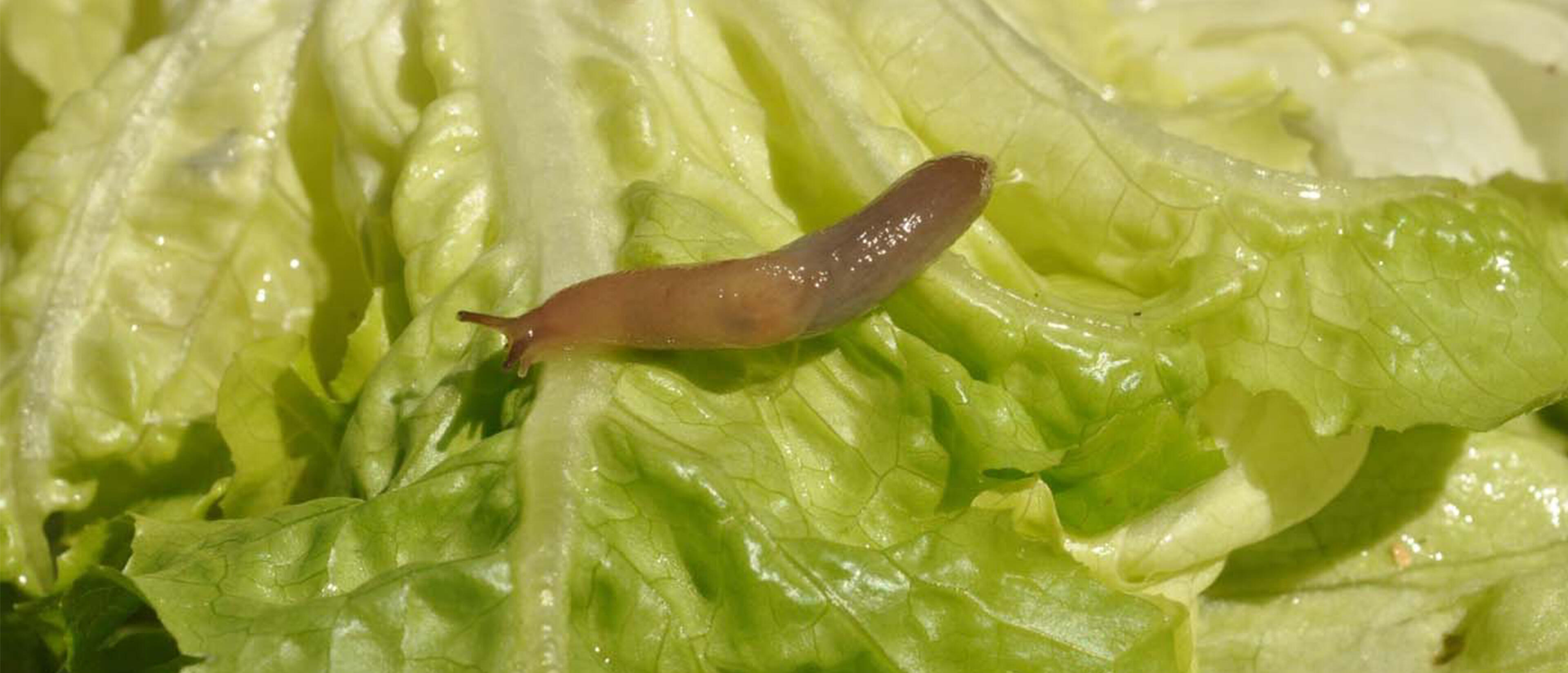 Nacktschnecke auf Salat